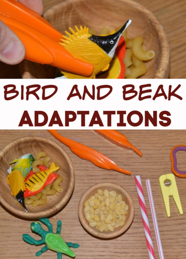 Bird and Beak Adaptation Investigation for kids - Darwin for Kids #scienceforkids