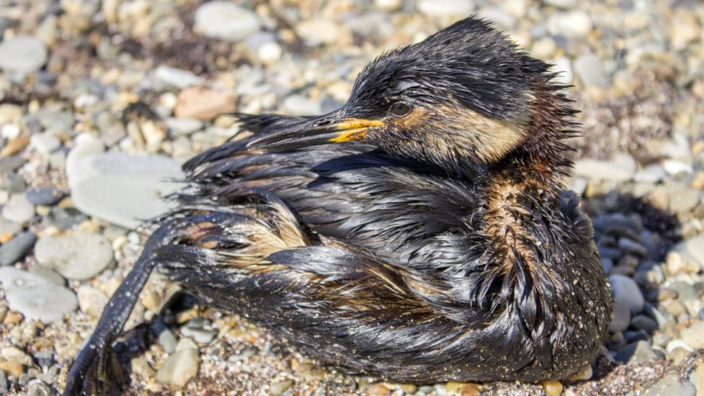 Bird covered in oil from an oil spill 