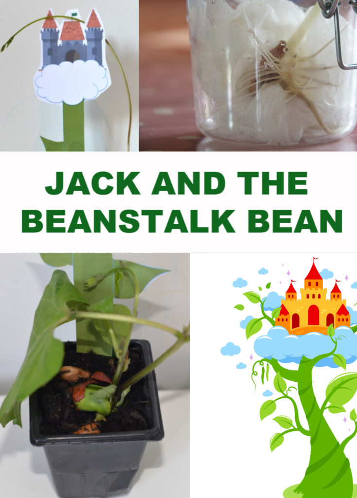 Grow a beanstalk for Jack - easy plant science for kids #gardeningforkids
