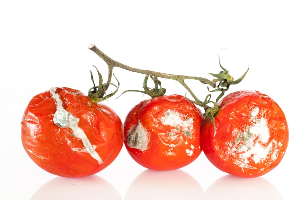 Mouldy tomatoes