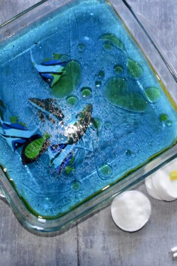 oil spill activity. Image shows a glass tray filled with blue water and a layer of vegetable oil floating on the top.