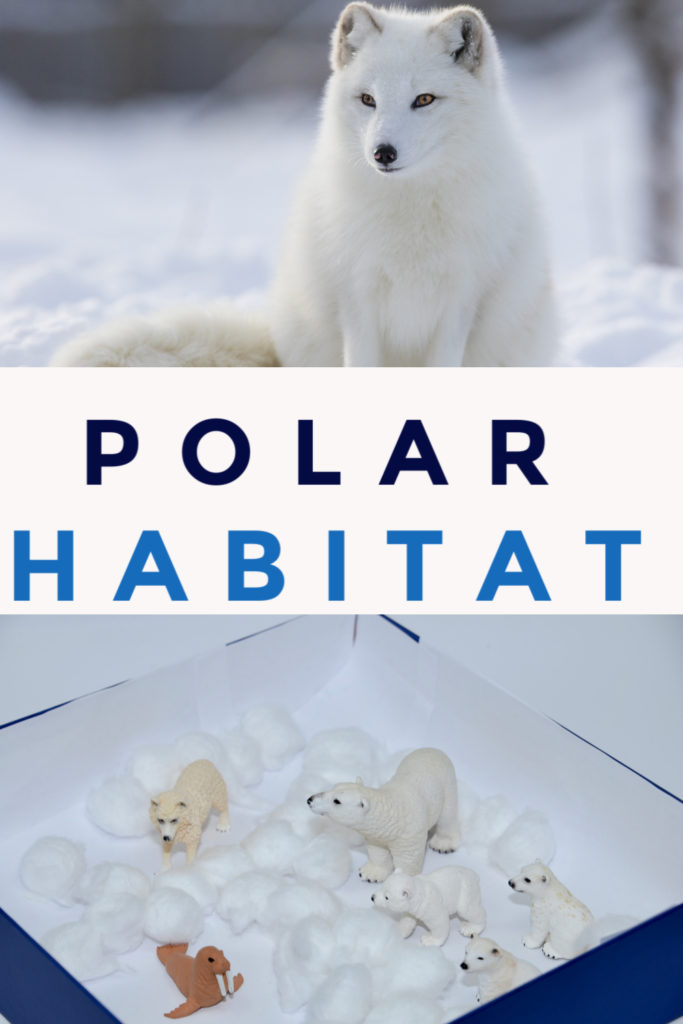 Polar habitat  model made in a shoebox #Habitatsforkids #scienceforkids #PolarHabitat