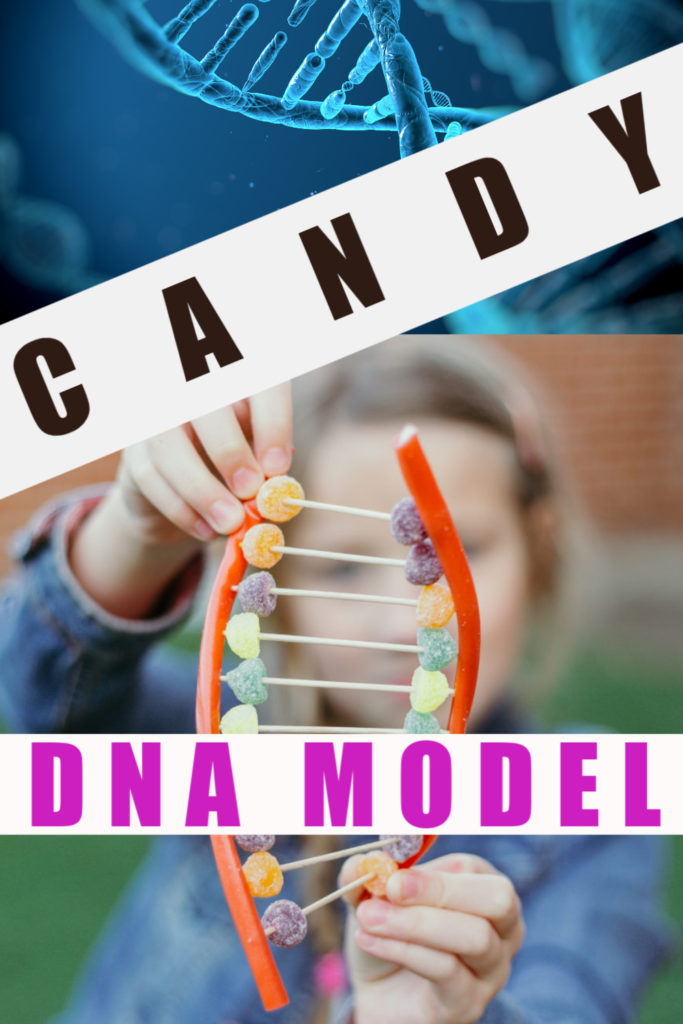 Easy Candy DNA model - learn about the double helix structure of DNA with this cool edible experiment #scienceforkids #DNA #RosalindFranklin #EdibleExperiments