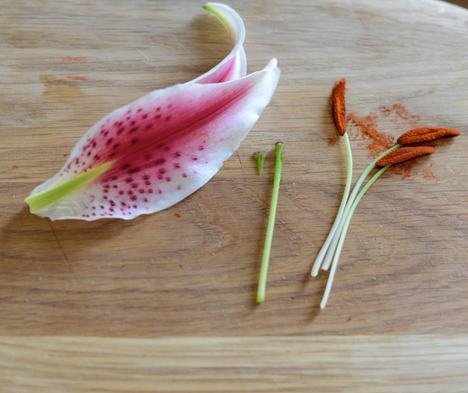 Dissect-a-flower-lily-dissected.jpg