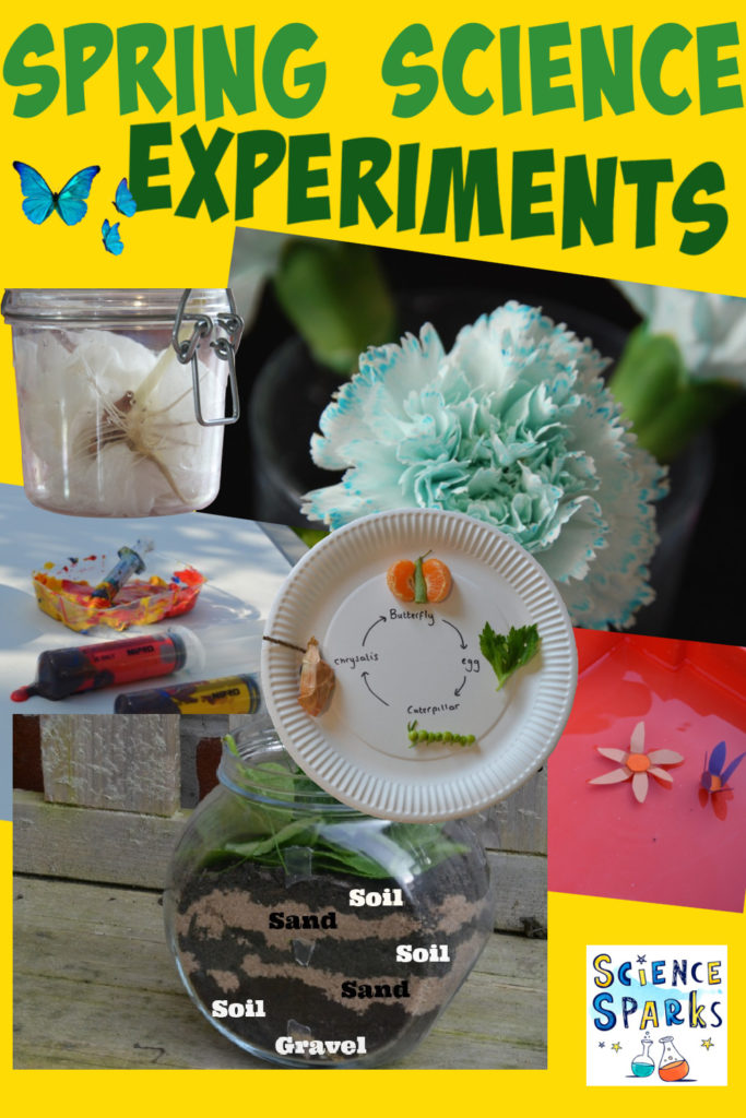 Spring Science Experiments for kids - make an edible butterfly life cycle, a wormery, model flowers a bean in a jar and more spring themed science