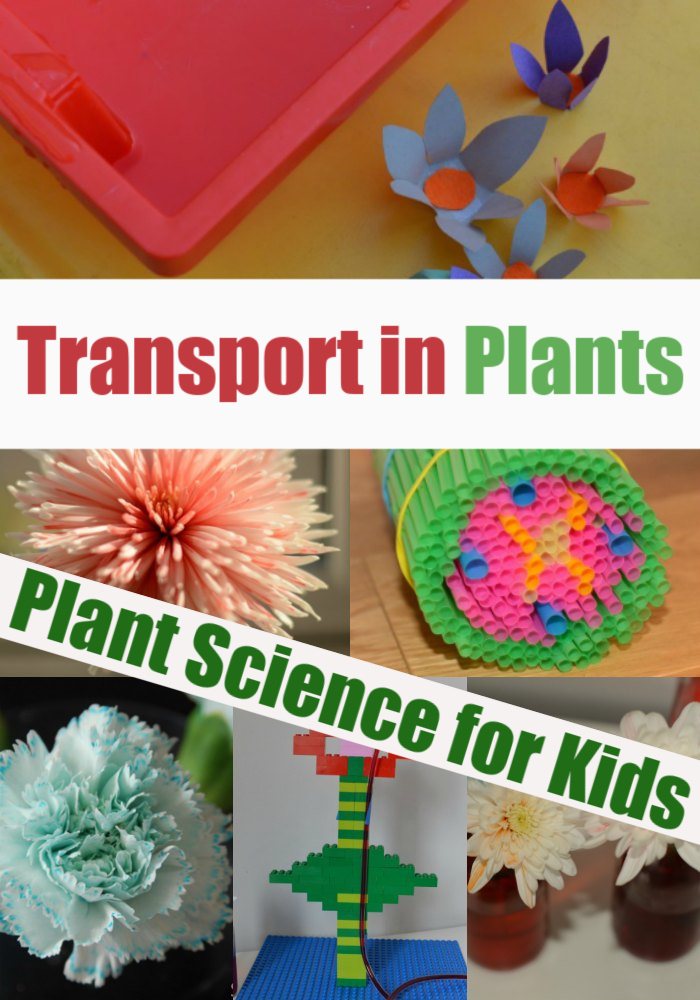Experiments to demonstrate transport in plants - transpiration experiment, capillary action experiment and lots more plant science for kids #scienceforkids #plantscience #scienceforkids