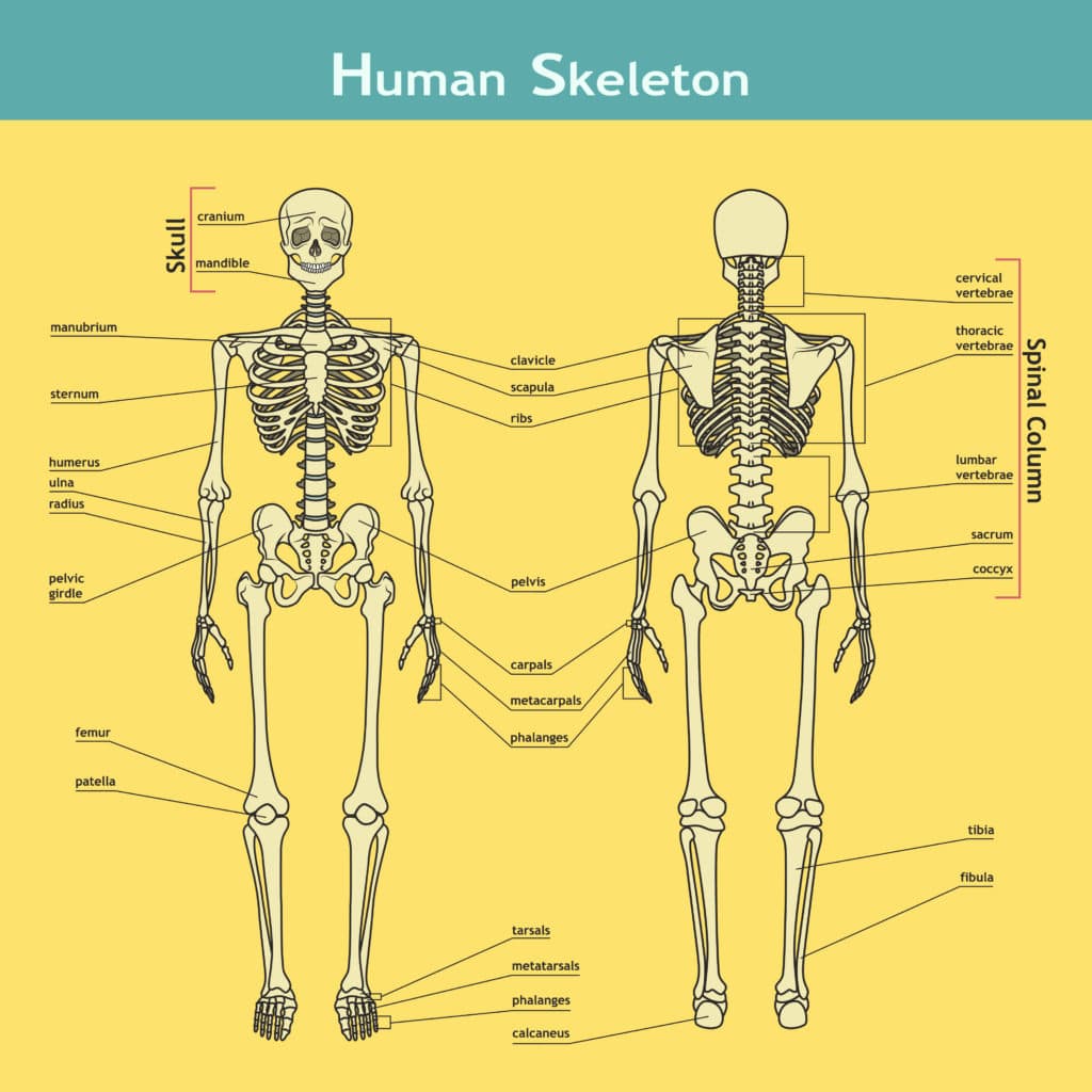 Labelled diagram of the human skeleton