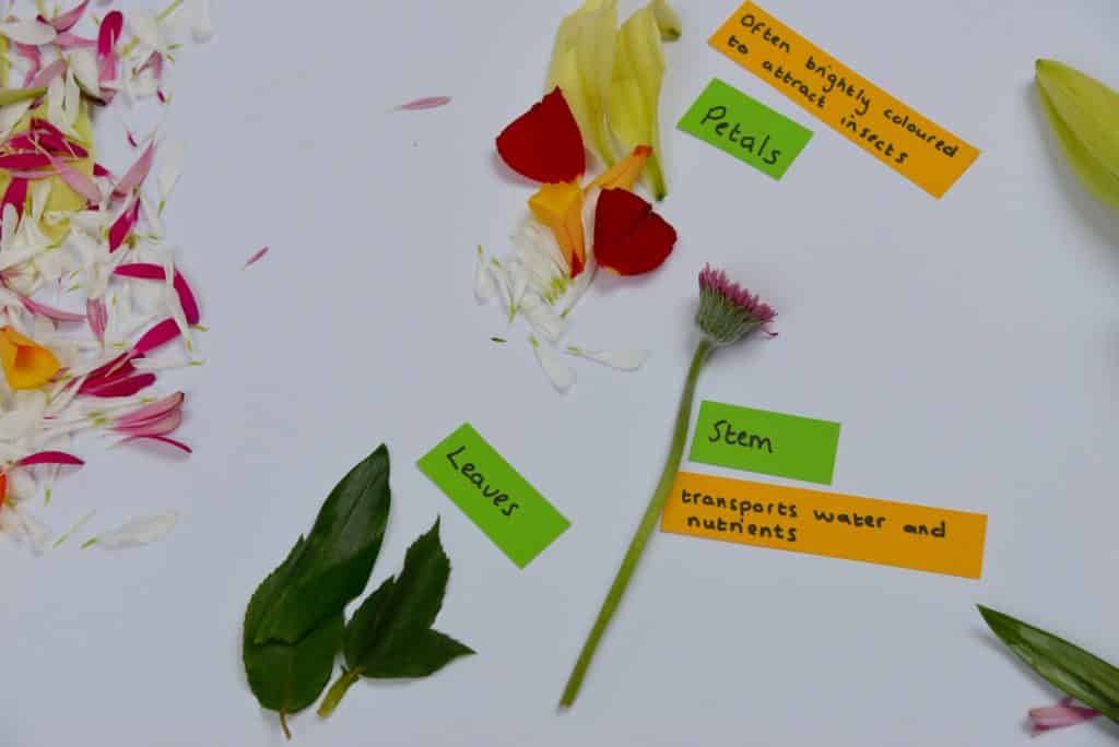 labelled flower diagram using real flowers that have been dissected