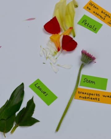 labelled flower diagram made with a dissected flower