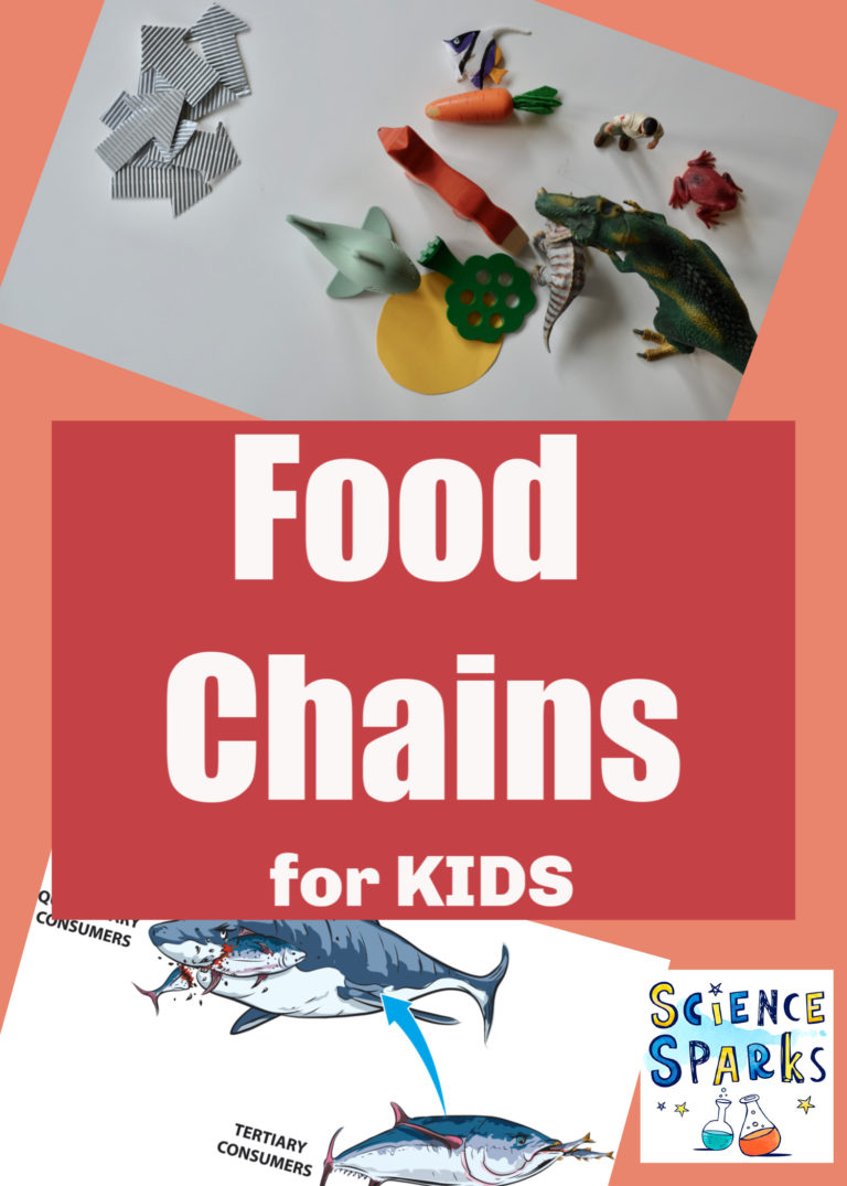 Food Chains for Kids Biology Diagrams