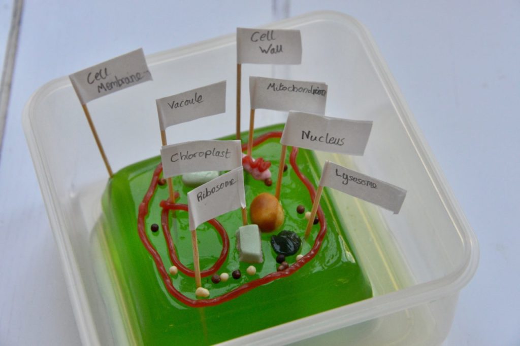 Jello plant cell model made with green jelly, candy and flag labels