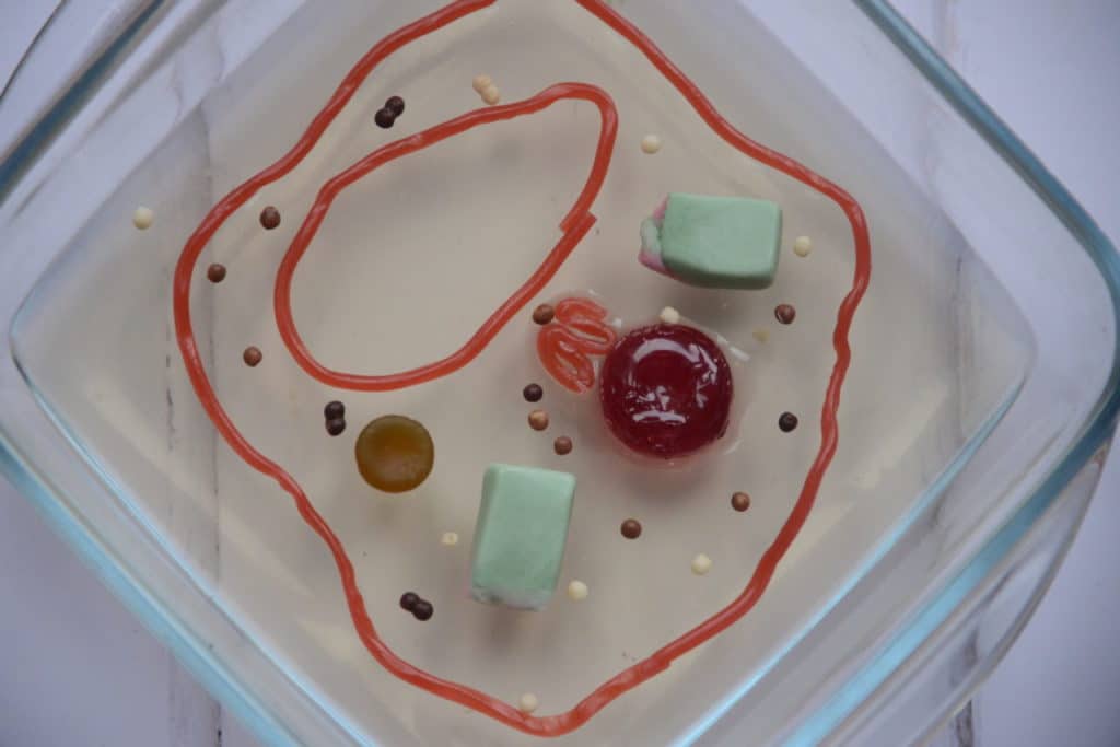 Jelly Plant Cell Model - a square of jello with candy organelles
