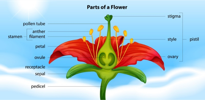 Diagrama etiquetado que muestra partes de una flor: estigma, orzuelo, ovario, estambre, óvulo, receptáculo, sépalo.