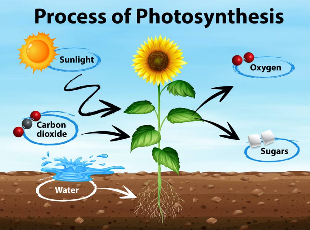 Photosynthesis Diagram showing products in and out