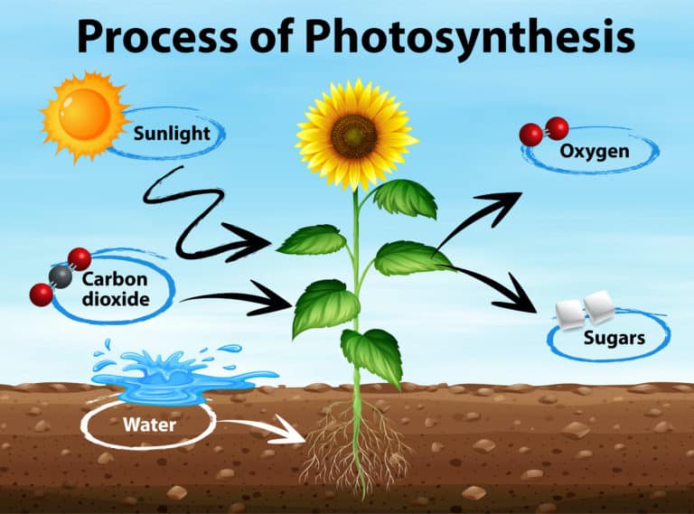 Photosynthesis Diagram