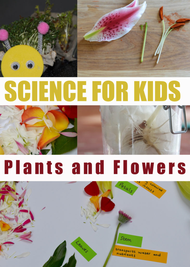 Plants and flower investigations for Key Stage 1 Science for Kids