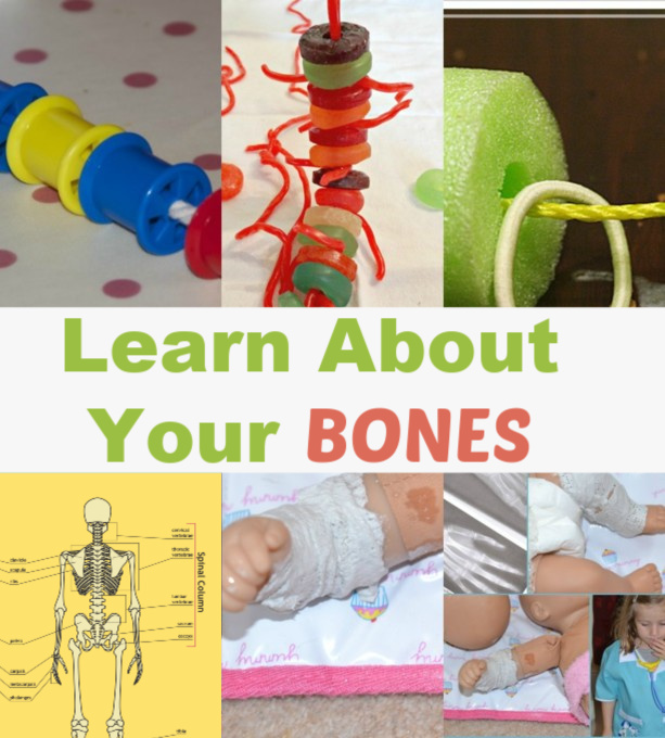 Why do we have bones? Fun activities and investigations for learning about bones. Make an edible spine, a spine with pool noodles, put plaster casts on dolls and more bone science experiments for kids #scienceforkids #humanbodyscience