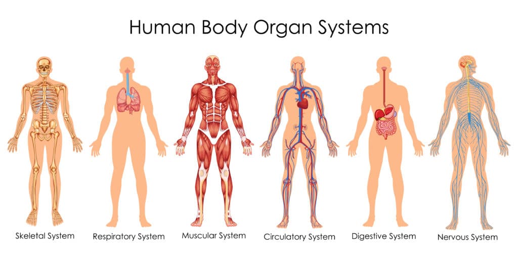 diagram of the human body systems