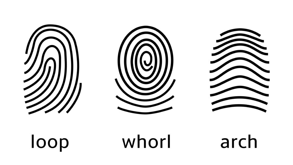 Patterns found on fingerprints - loop, whorl, arch - part of a fun fingerprint investigation for kids