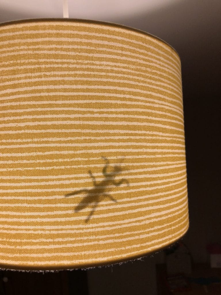 Spider in a lampshade - fun prank for kids