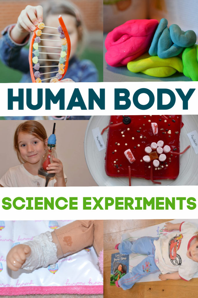 Fun collection of human body science experiments for kids. Make an edible cell model, bandage a doll, make a model of DNA, lung model, heart model and more science experiments for kids #scienceforkids #humanbodyscience #scienceexperiments