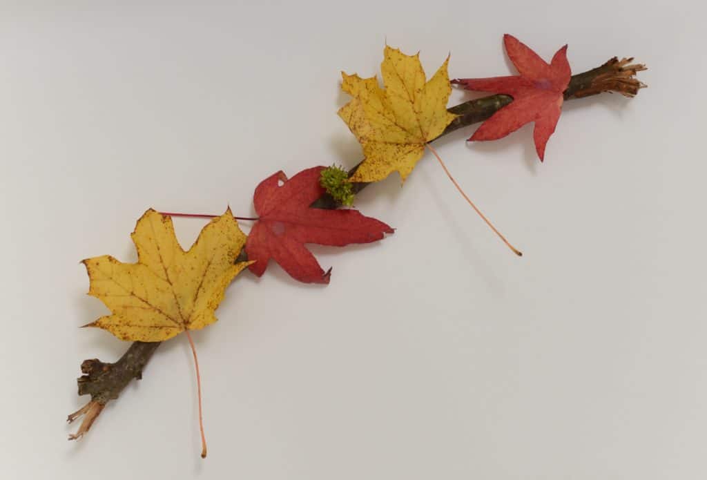 colourful leaves attached to a stick as part of a fun autumn treasure hunt activity.