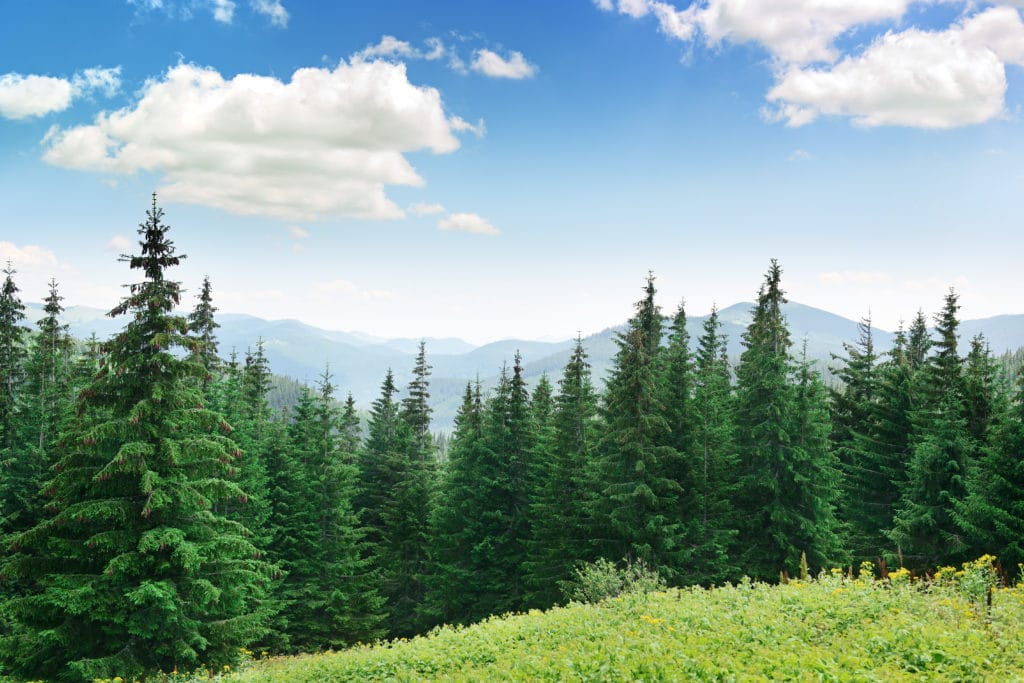 Image of a beautiful pine forest with blue skies