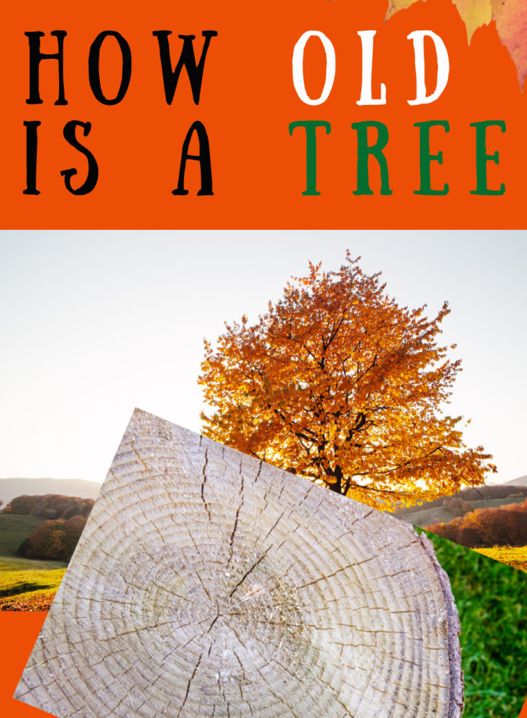 How to find out the age of a tree