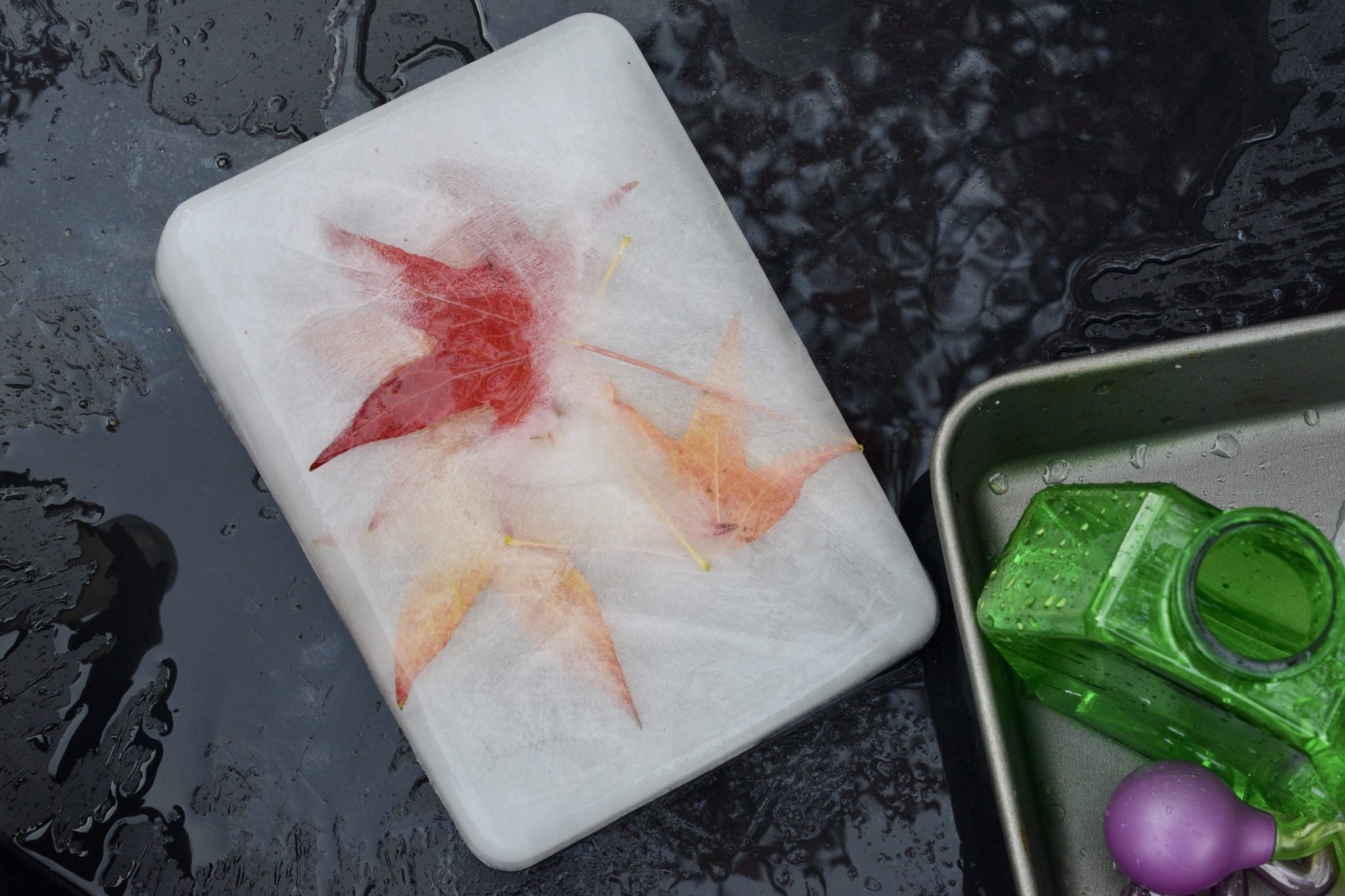autumn leaves frozen in ice for an ice excavation science activity