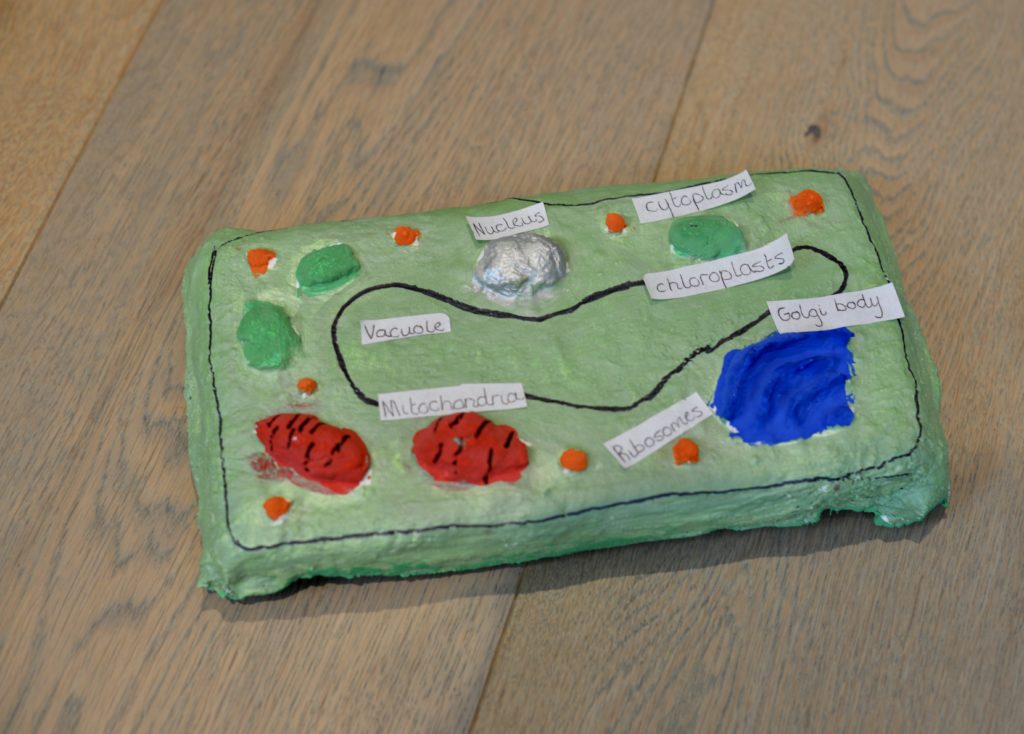 3d animal cell diagram project