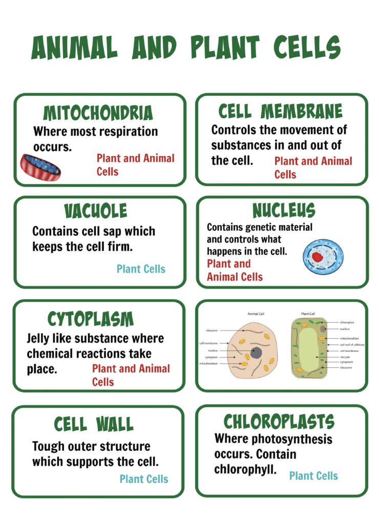 animal cells and plant cells projects