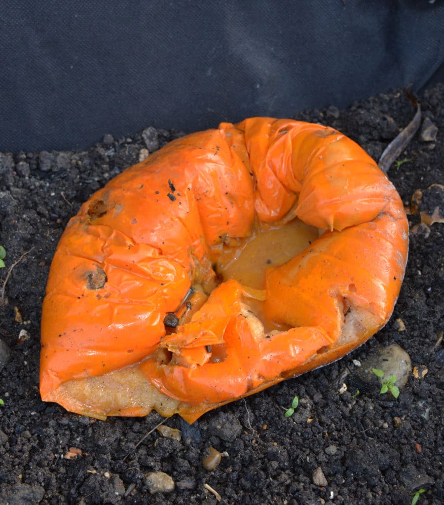 Image of a rotting pumpkin - taken from Gross Science