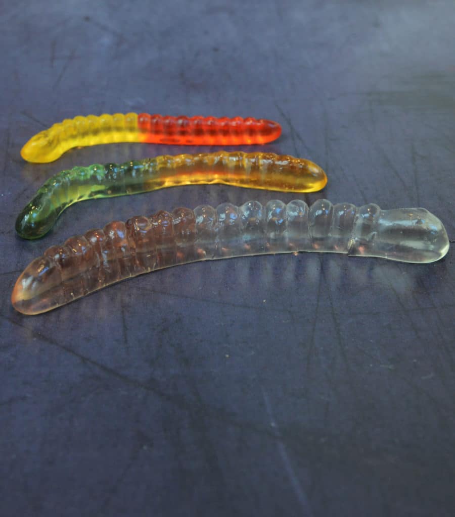 Gummy worms that have been soaked in water. One is normal size and two are bigger