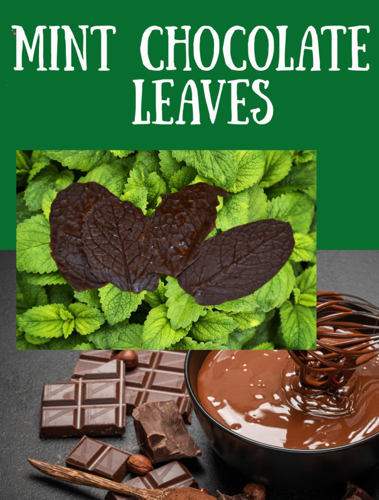 Mint Chocolate Leaves - learn about changes of state with this fun kitchen science activity