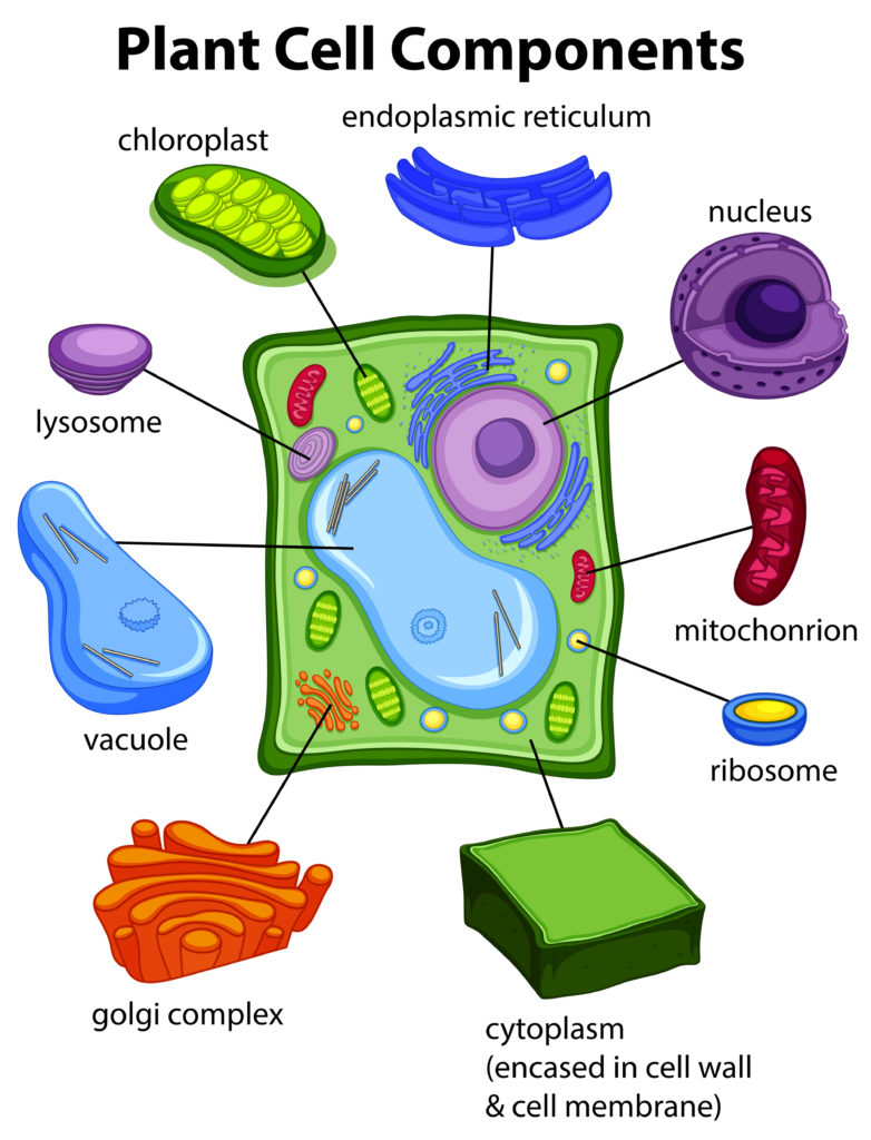 Plant cell diagram with labelled organelles
