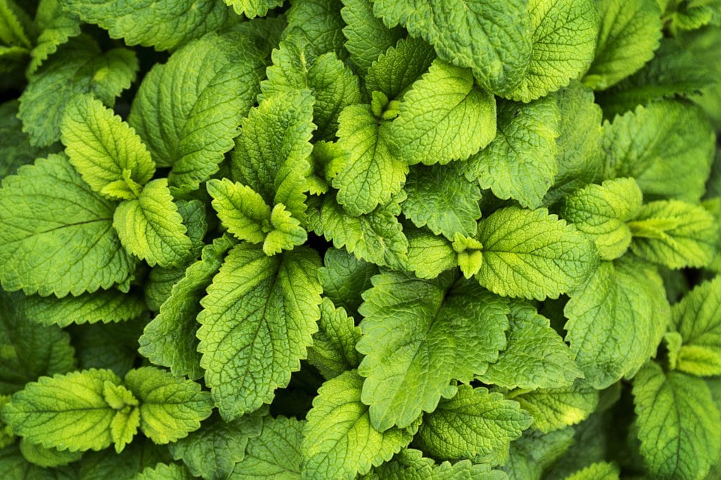 Mint leaves