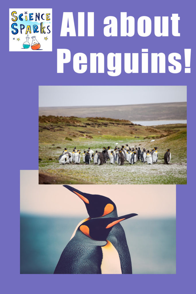 Fun facts and activities about Penguins!! Find how how they stay warm and more penguin fun.