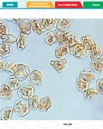 pollen under a microscope