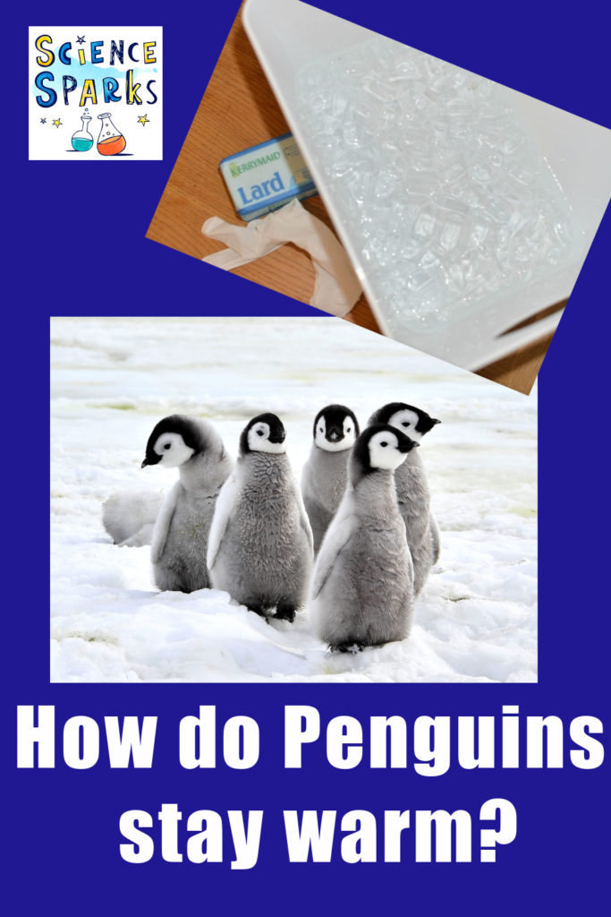 Discover how Penguins stay warm with this easy activity using lard and icy water.#scienceforkids #penguinscience