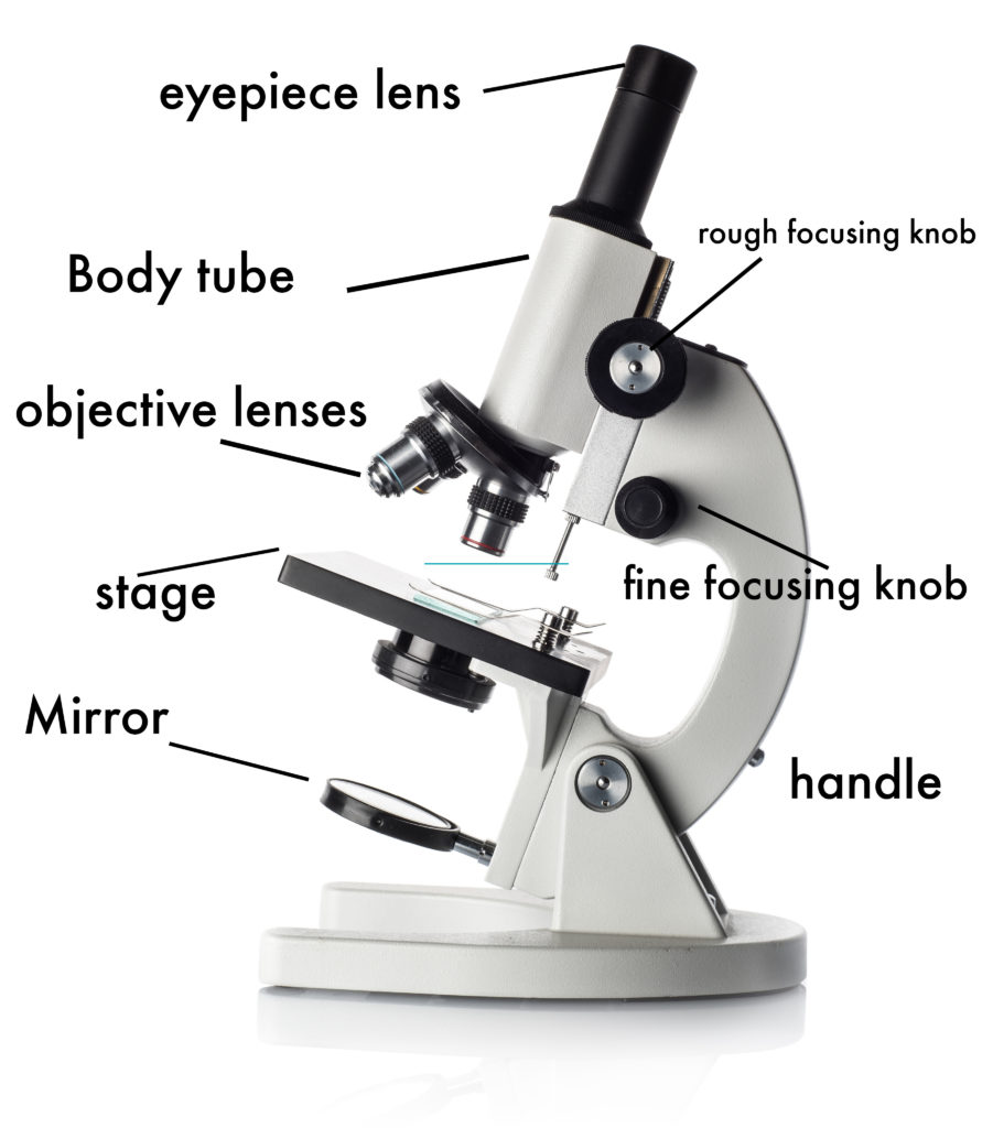 Labelled Diagram of a Microscope