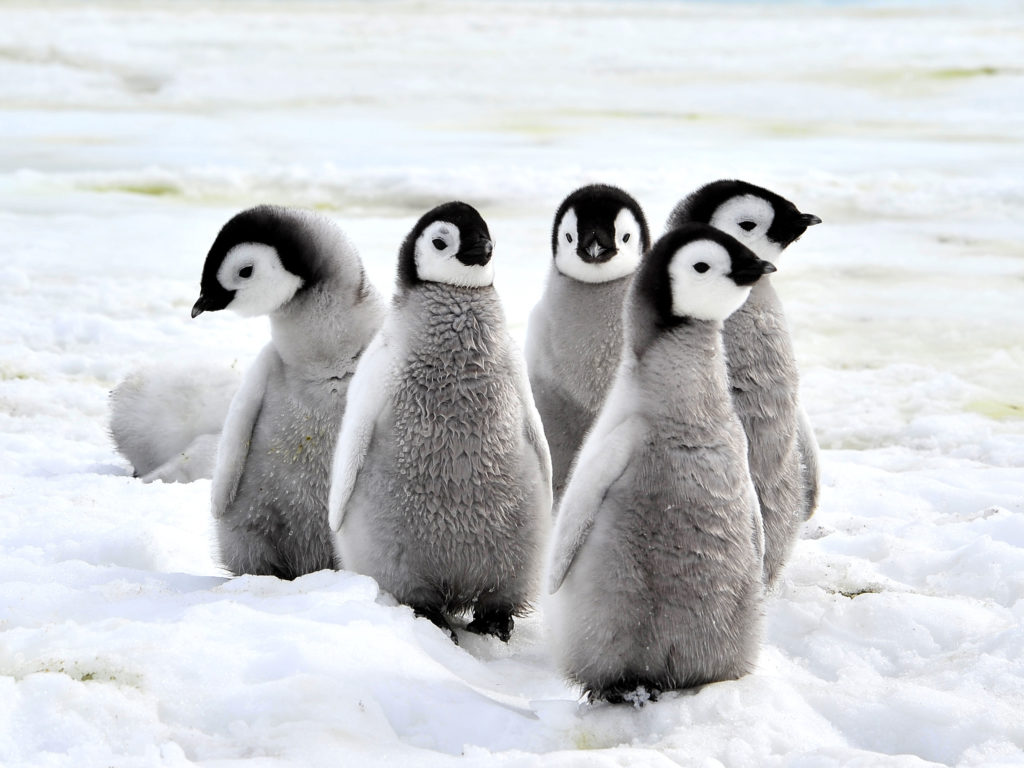 emperor penguins on the snow
