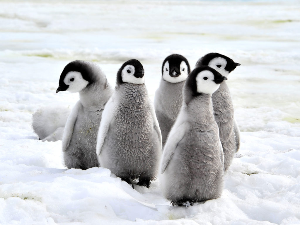 Beautiful Little Baby Penguin Is Standing In The Snow Background