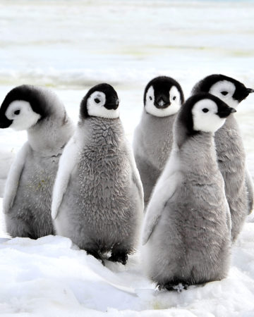 emperor penguins on the snow