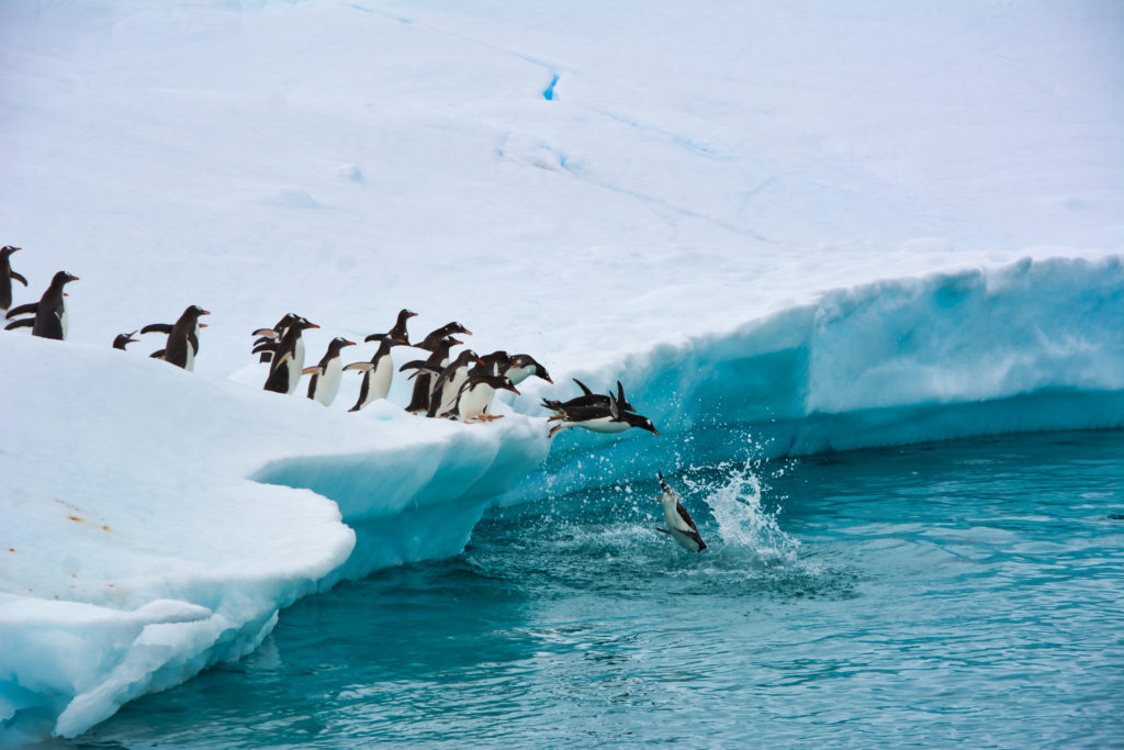 Line of penguins jumping into the sea