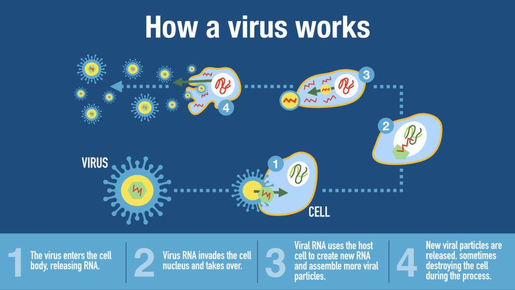 How a virus works - virus diagram