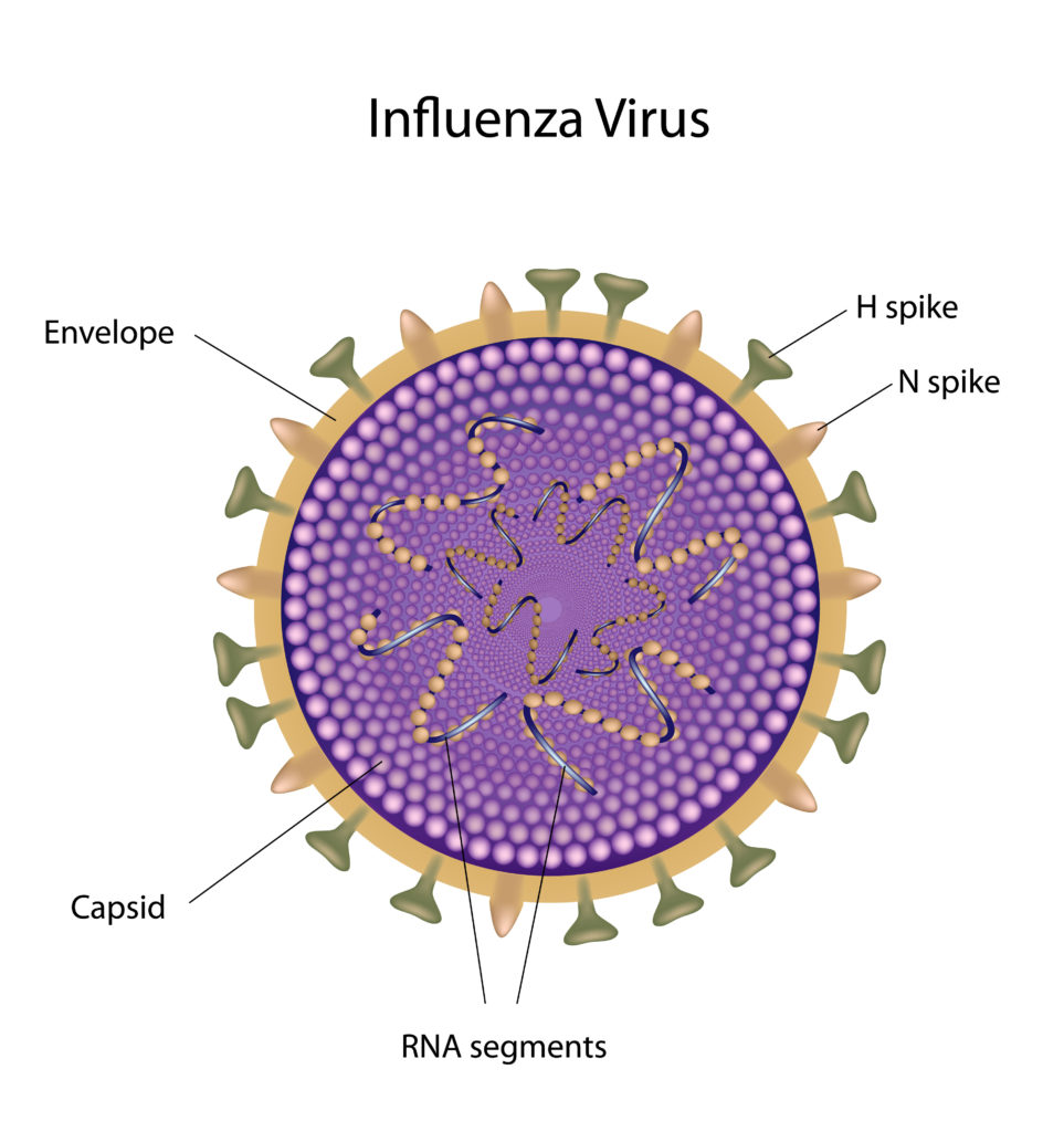 Structure of Influenza virus