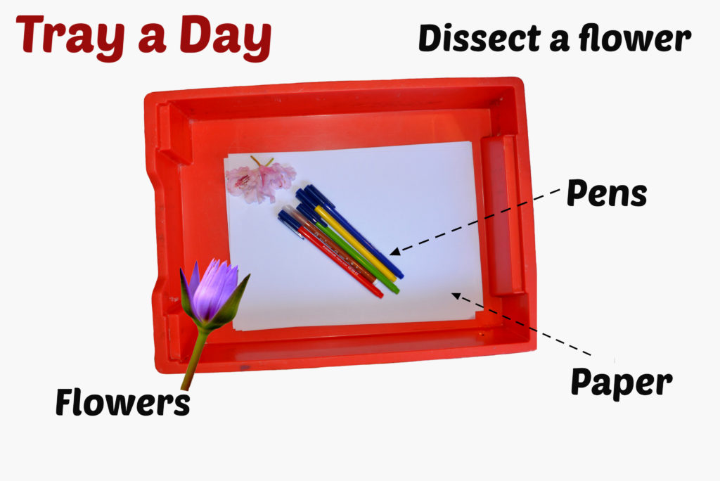 Dissect a flower