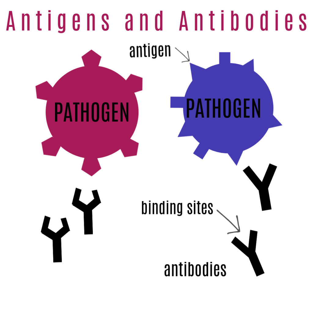 Diagram showing antibodies and antigens on a pathogen. Part of an explanation of natural and artificial immunity.