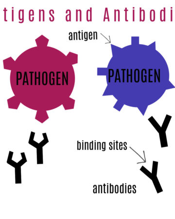 Antigen and antbody