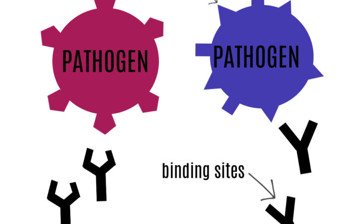 Antigen and antbody